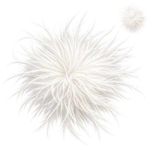 Con piume struzzo - con,